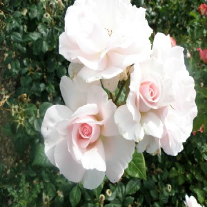 A WHITER SHADE OF PALE (hybrid tea)